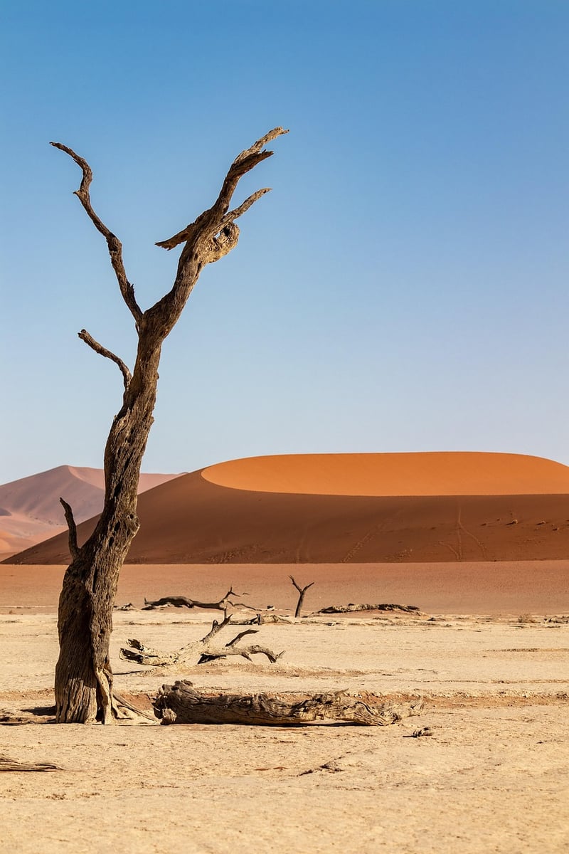 Desert Oasis